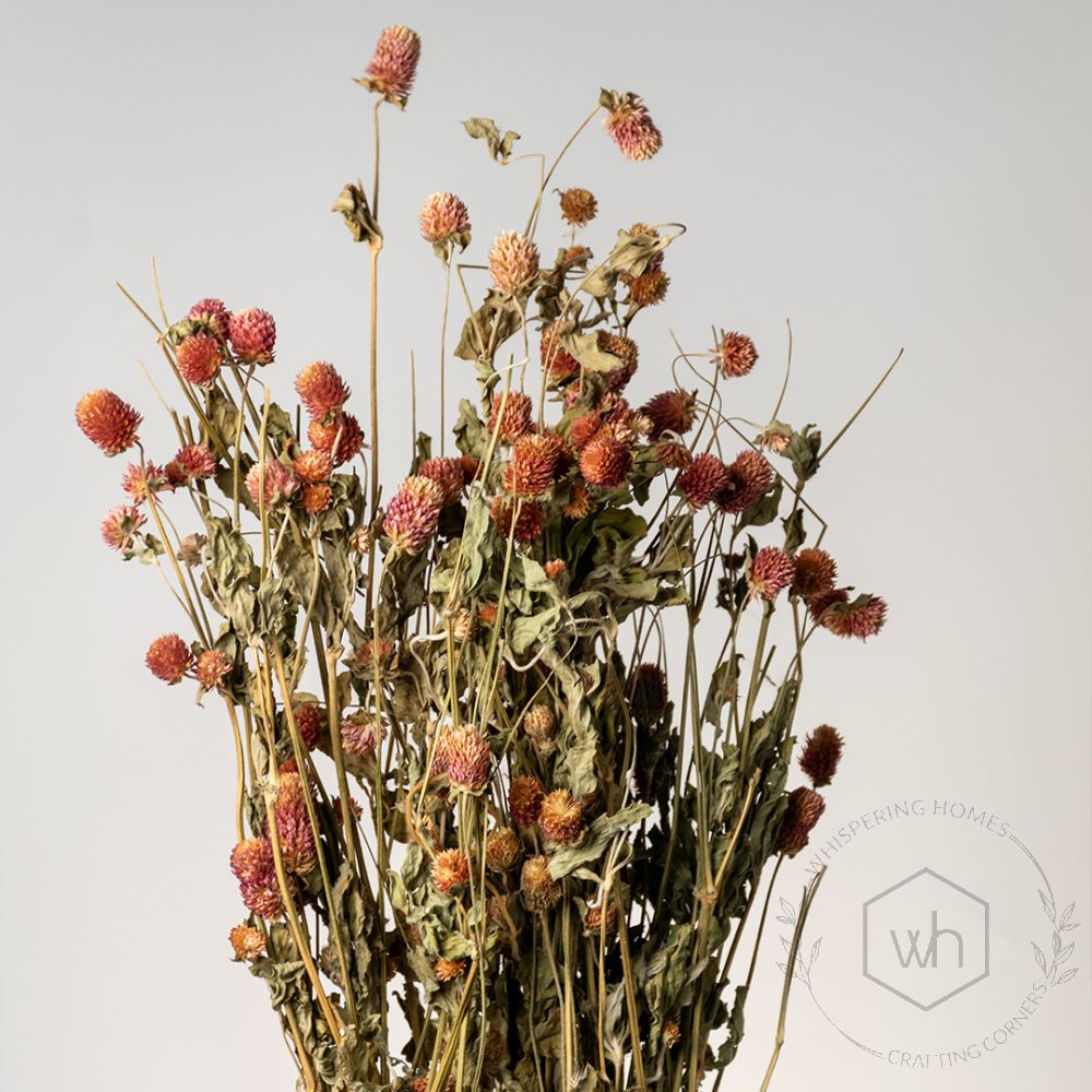 Globosa Dried Flower - Light Pink Closeup