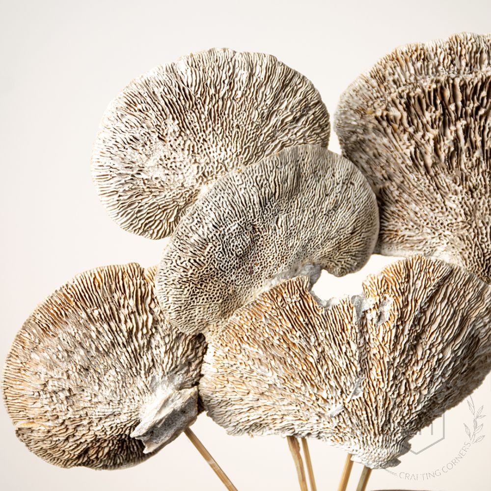 Dried Mushroom Magical White Set of 8 Closeup