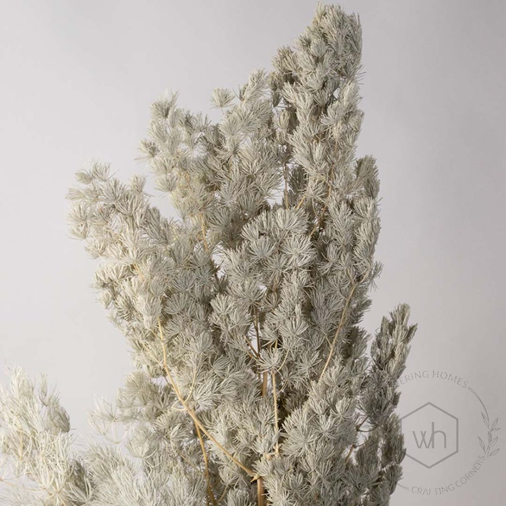 Asparagus Dried Grass Grey