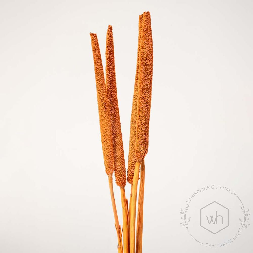 Babla Grass Set of 5 - Orange White Background