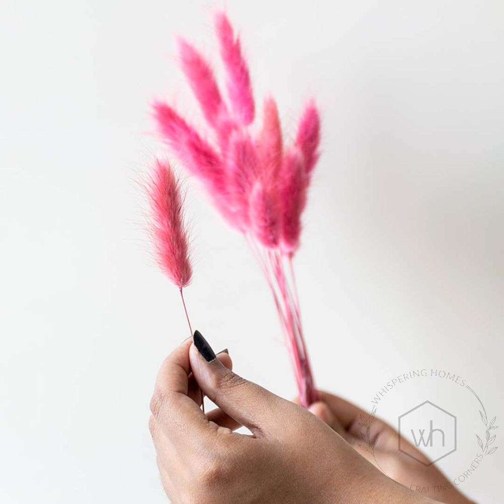 Bunny Tail Dried Pampas Grass - Ruby Pink