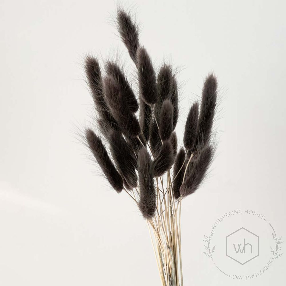 Dried Bunny Tail Grass Frost Ash Grey (15 Stems)