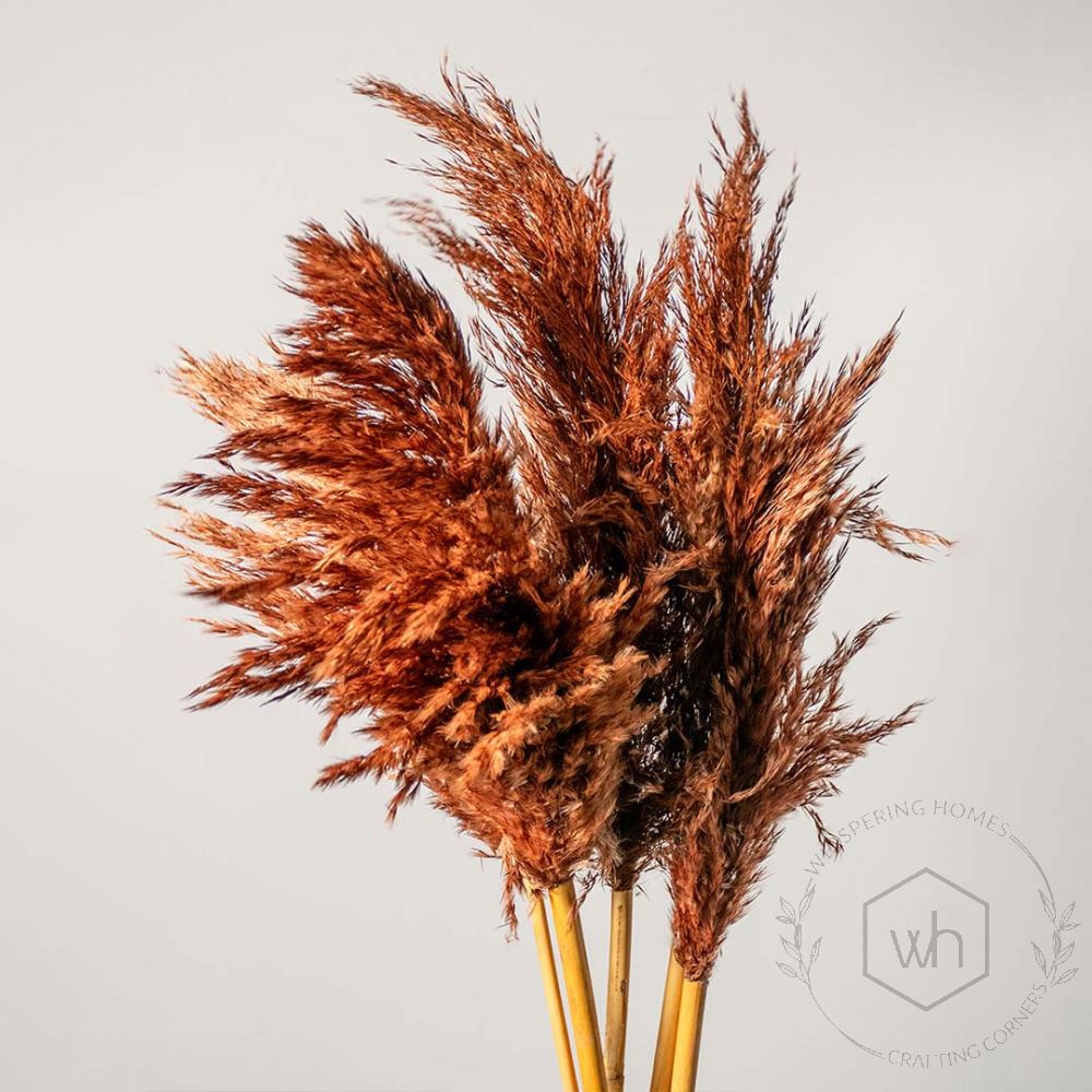 Dried Pampas Grass - Brown Set of 5 Closeup