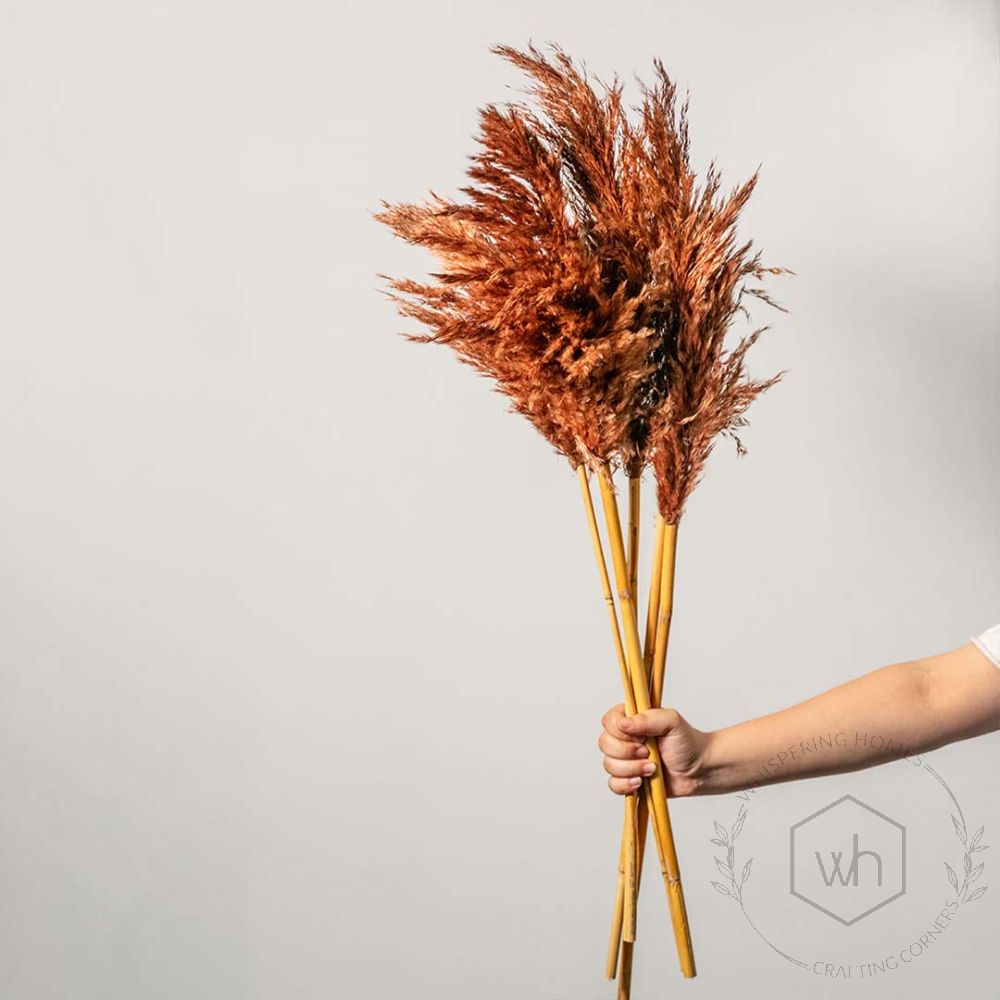 Dried Pampas Grass - Brown Set of 5Hand Image