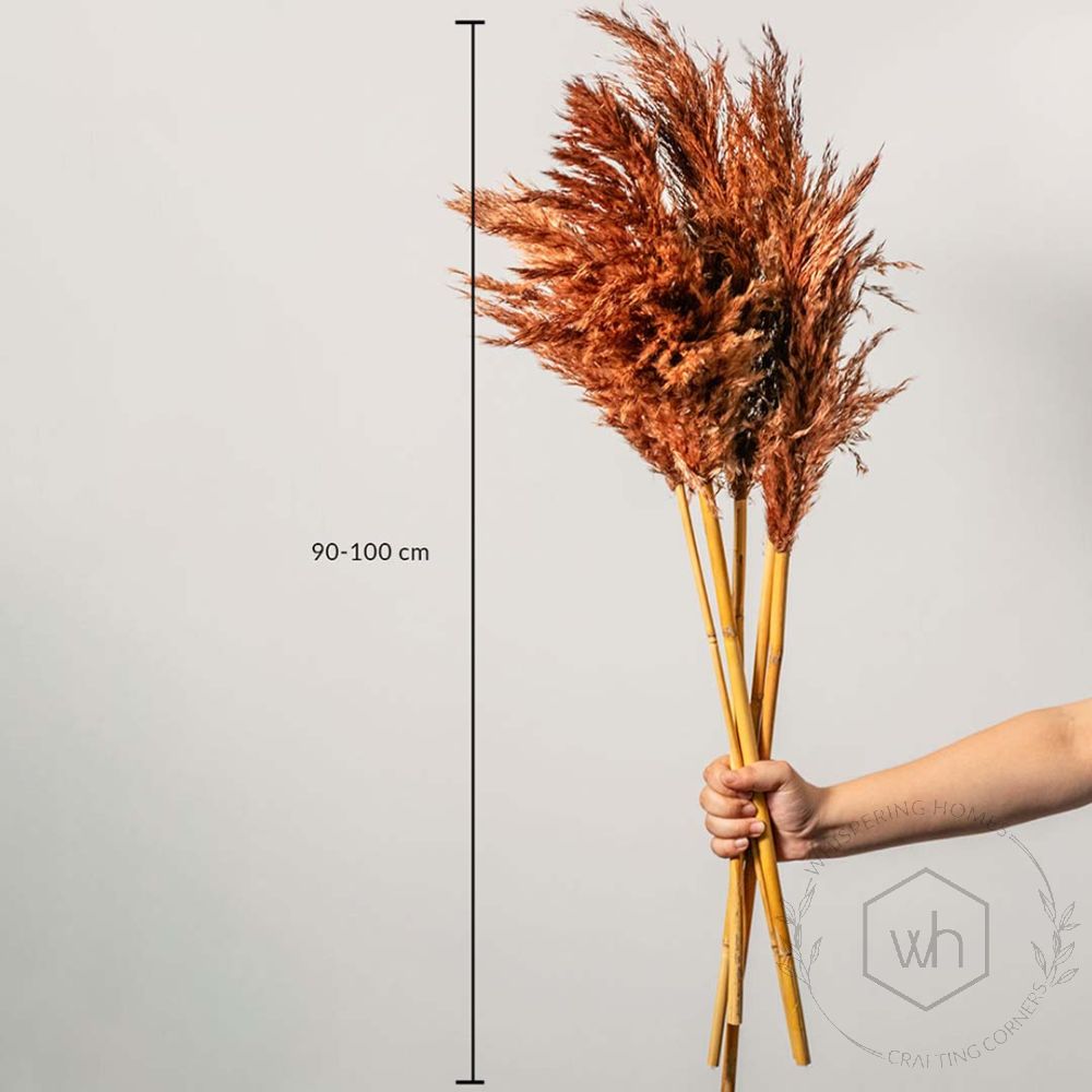 Dried Pampas Grass - Brown Set of 5 Dimensions