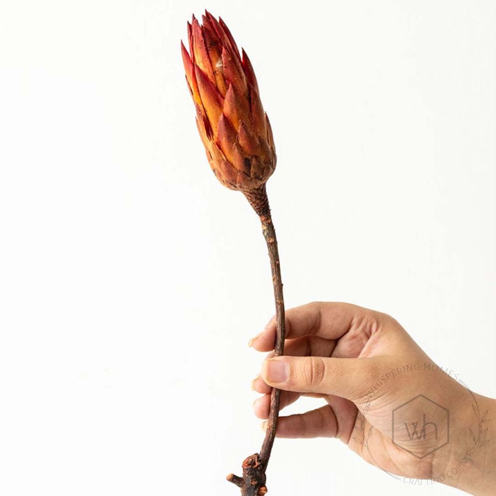 Dried Flower Protea Red