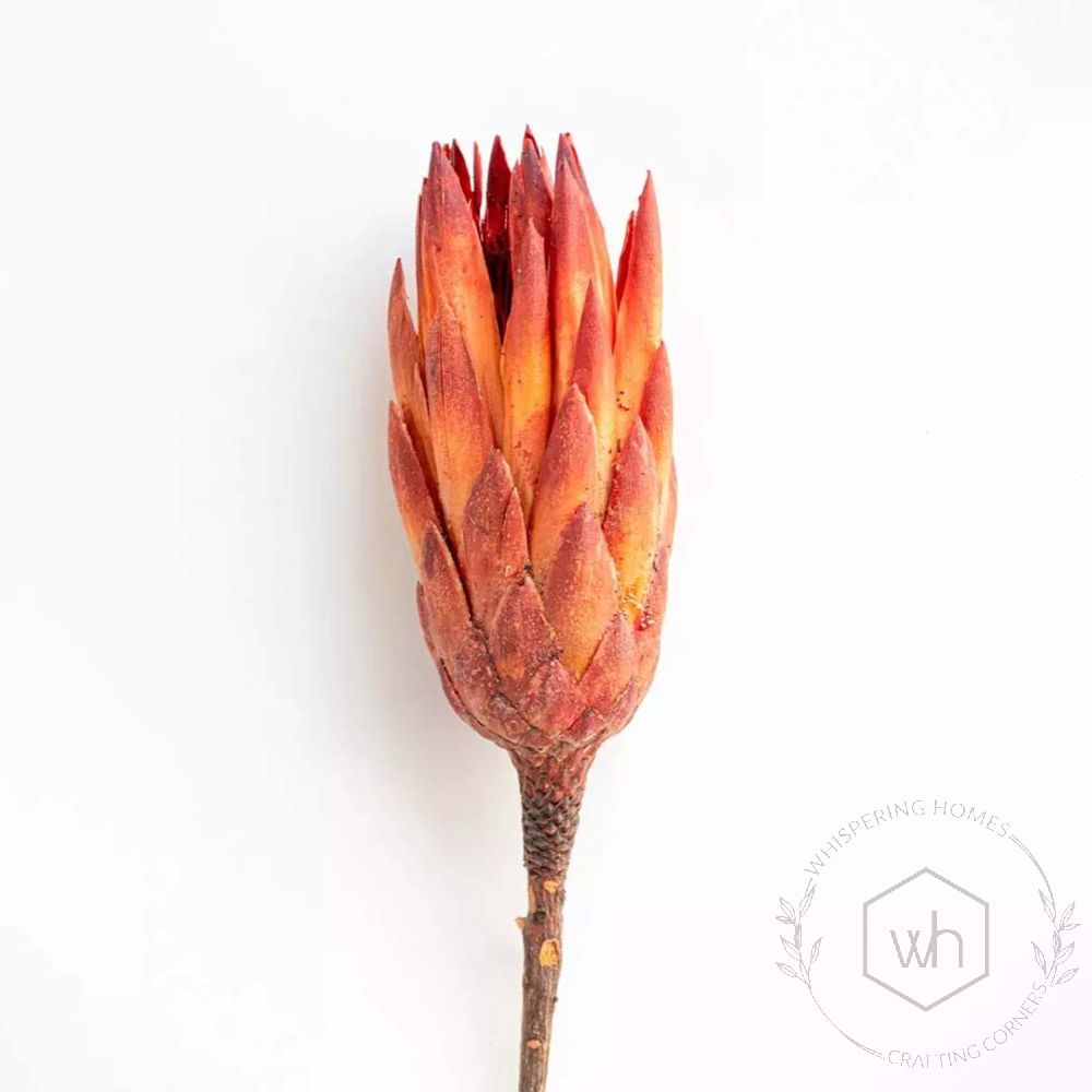 Dried Flower Protea Red