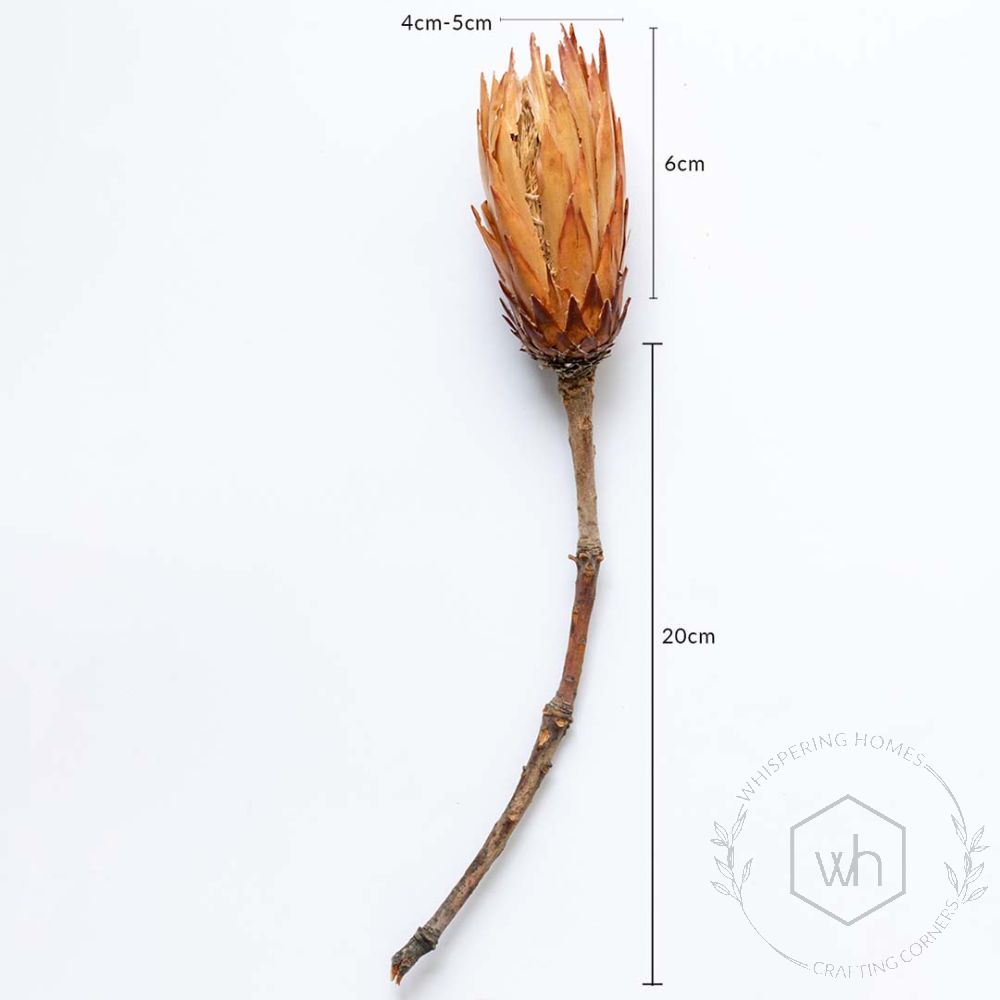 Dried Flower Protea Yellow