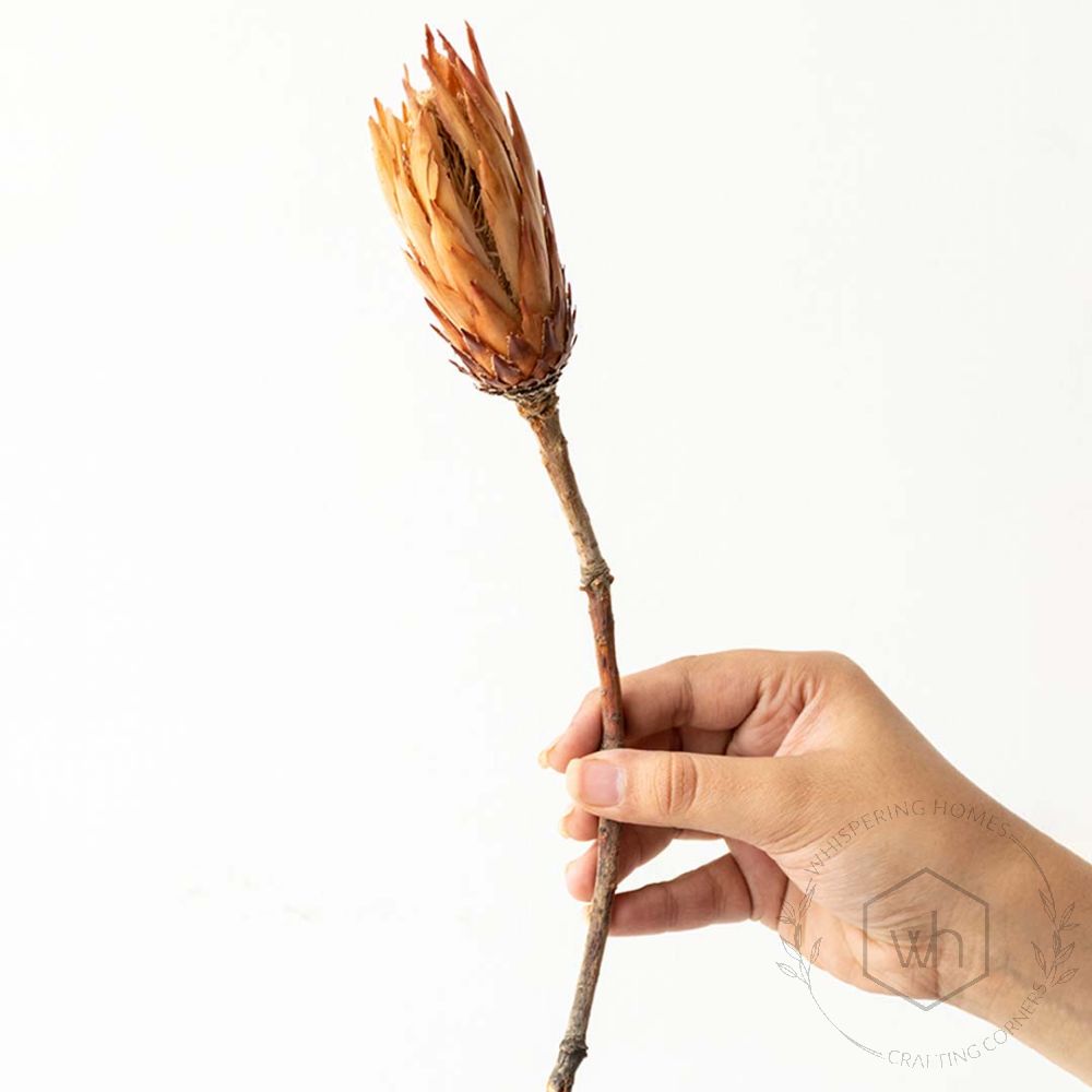 Dried Flower Protea Yellow