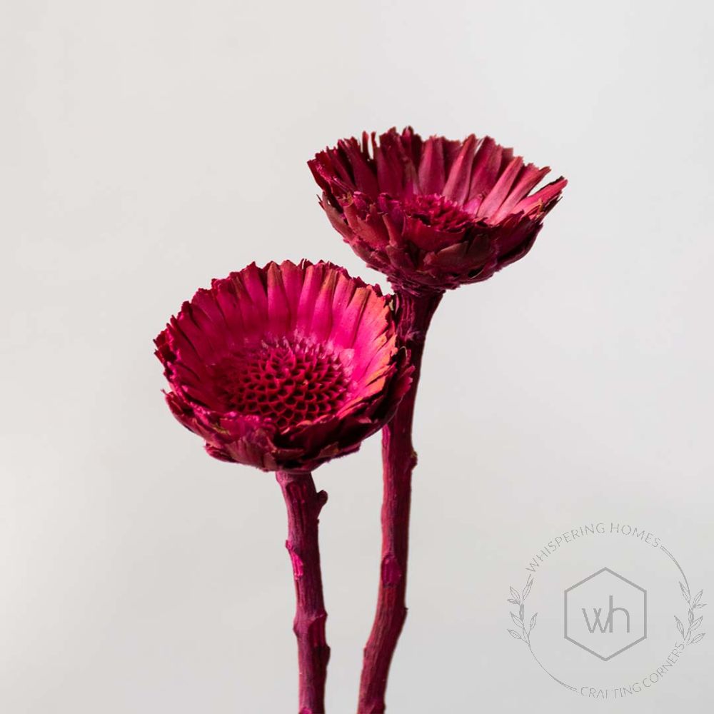 Dried Natural African Sunflowers Pink