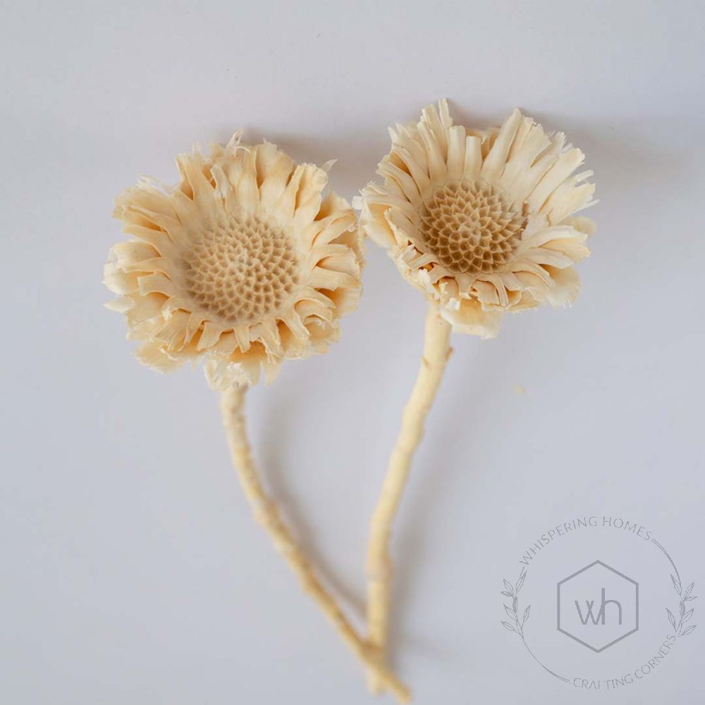 Dried Natural African Sunflowers White
