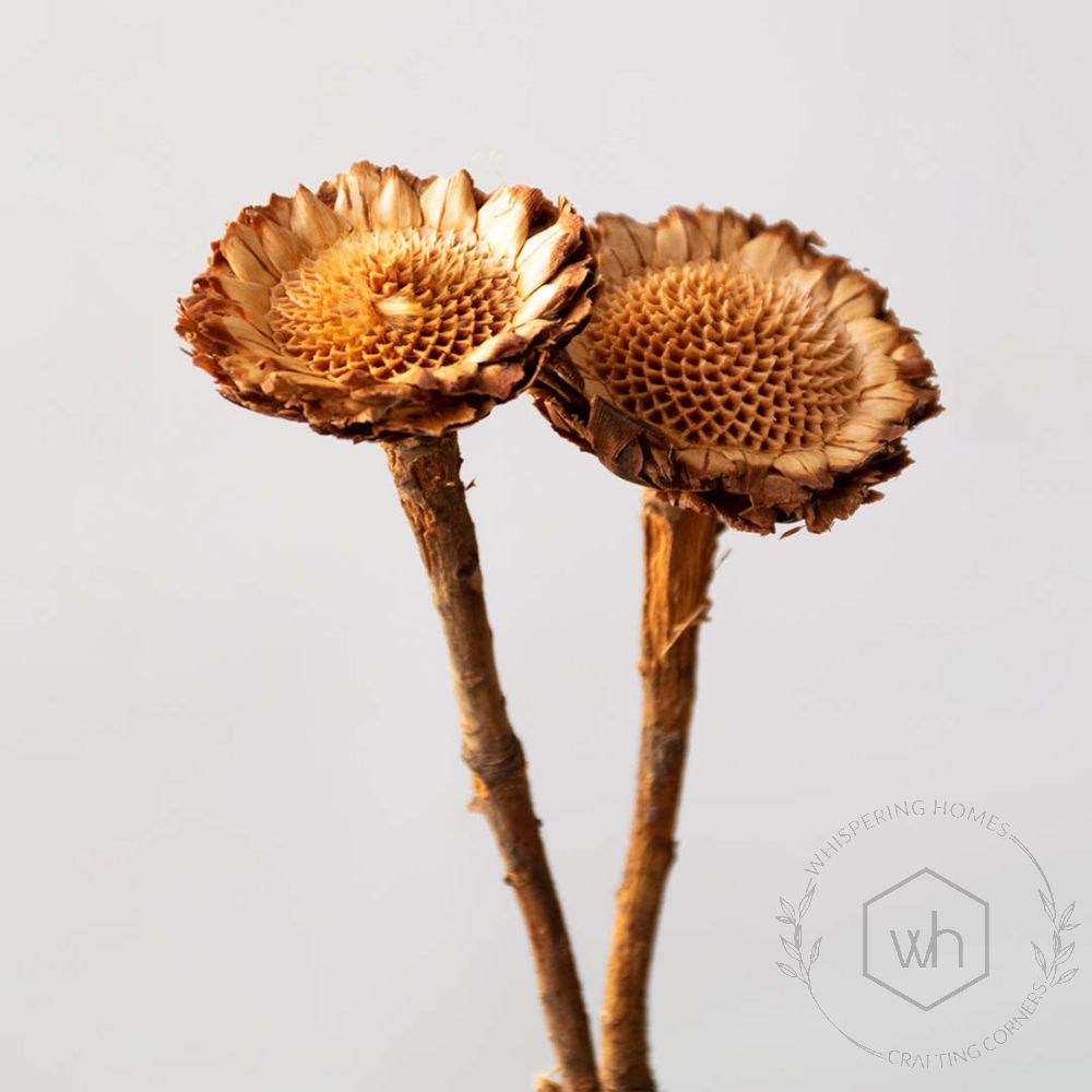 Dried Natural African Sunflowers
