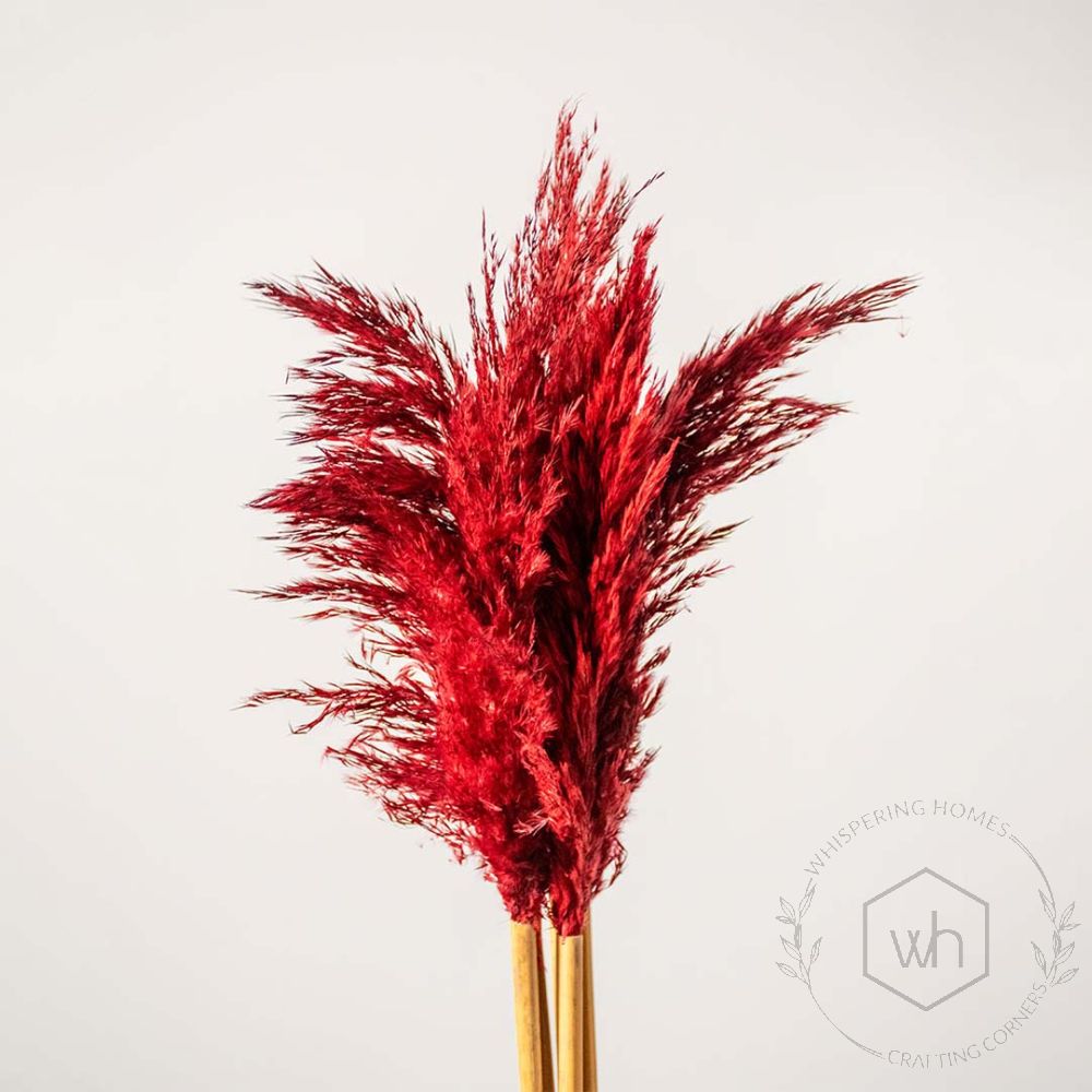 Dried Pampas Grass Red Set of 5