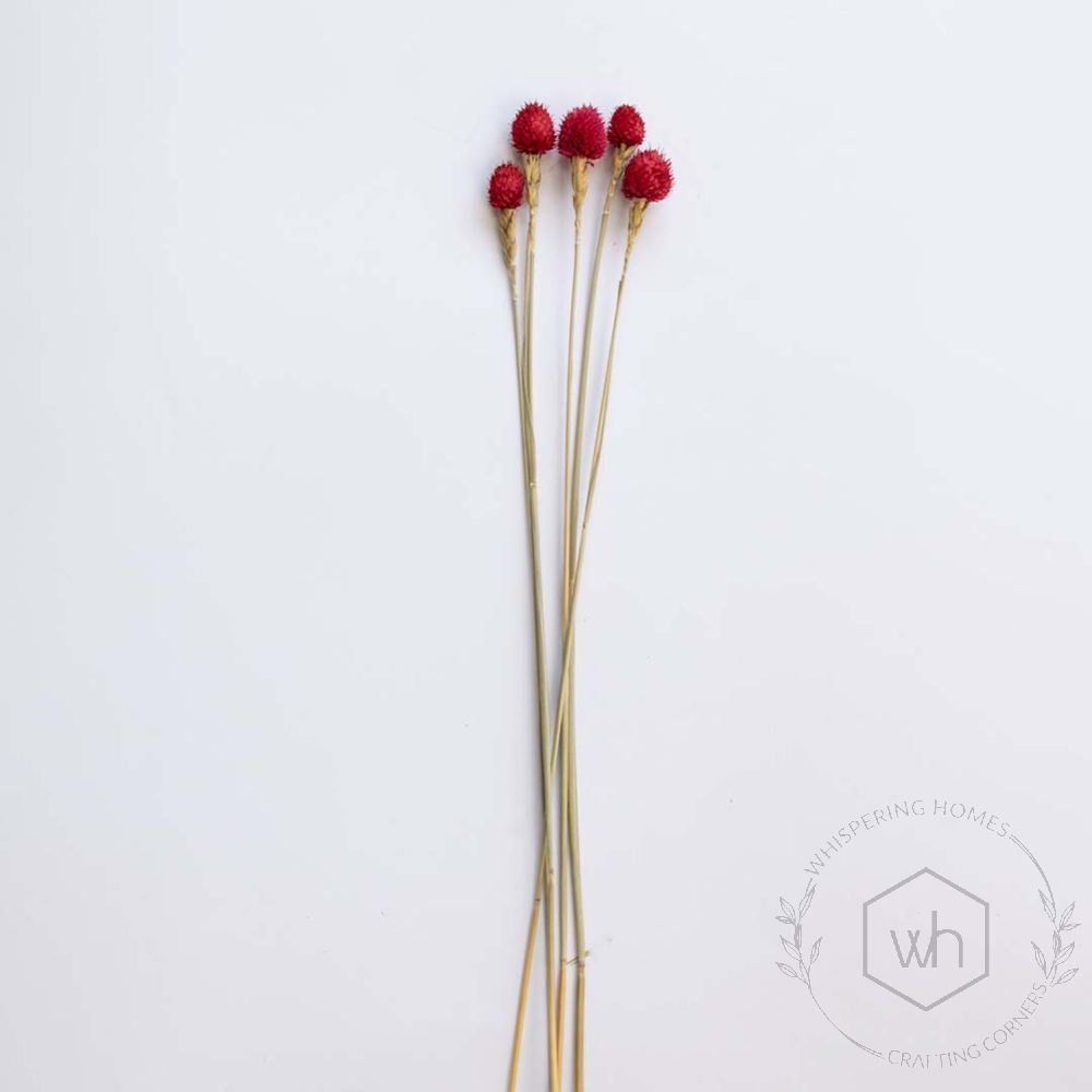 Red Strawberry Fruit - Dried Flowers