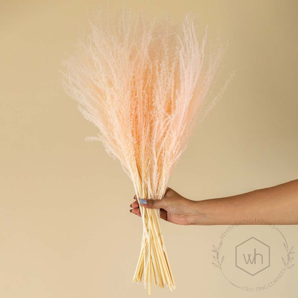 Dried Grass Miscanthus Pink