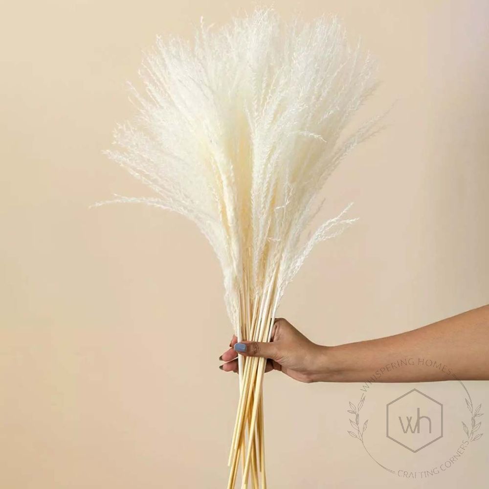 Dried Miscanthus White