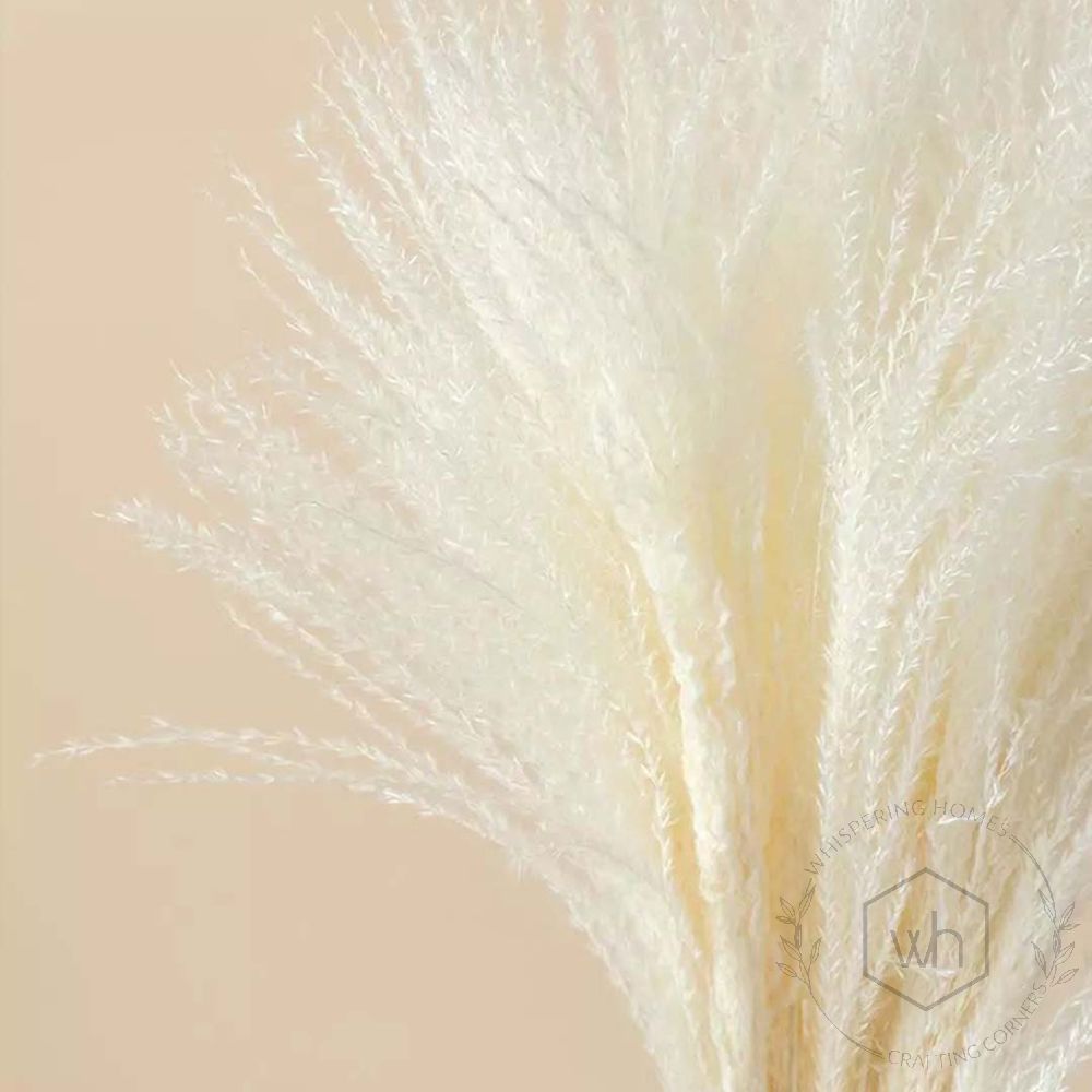 Dried Miscanthus White