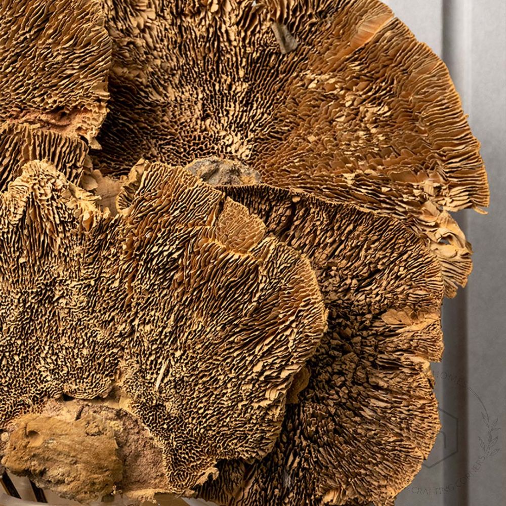 Dried Mushroom Brown Set of 8
