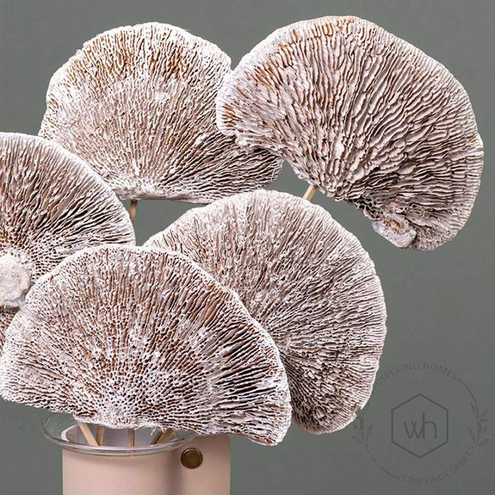 Dried Mushroom Magical White Set of 8 Closeup