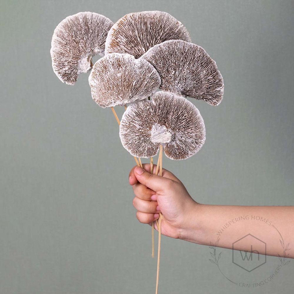 Dried Mushroom Magical White Set of 8 Closeup