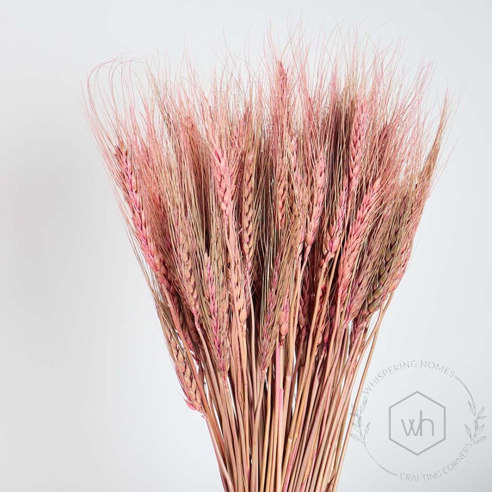 Natural Wheat Grass - Tinted Pink Closeup