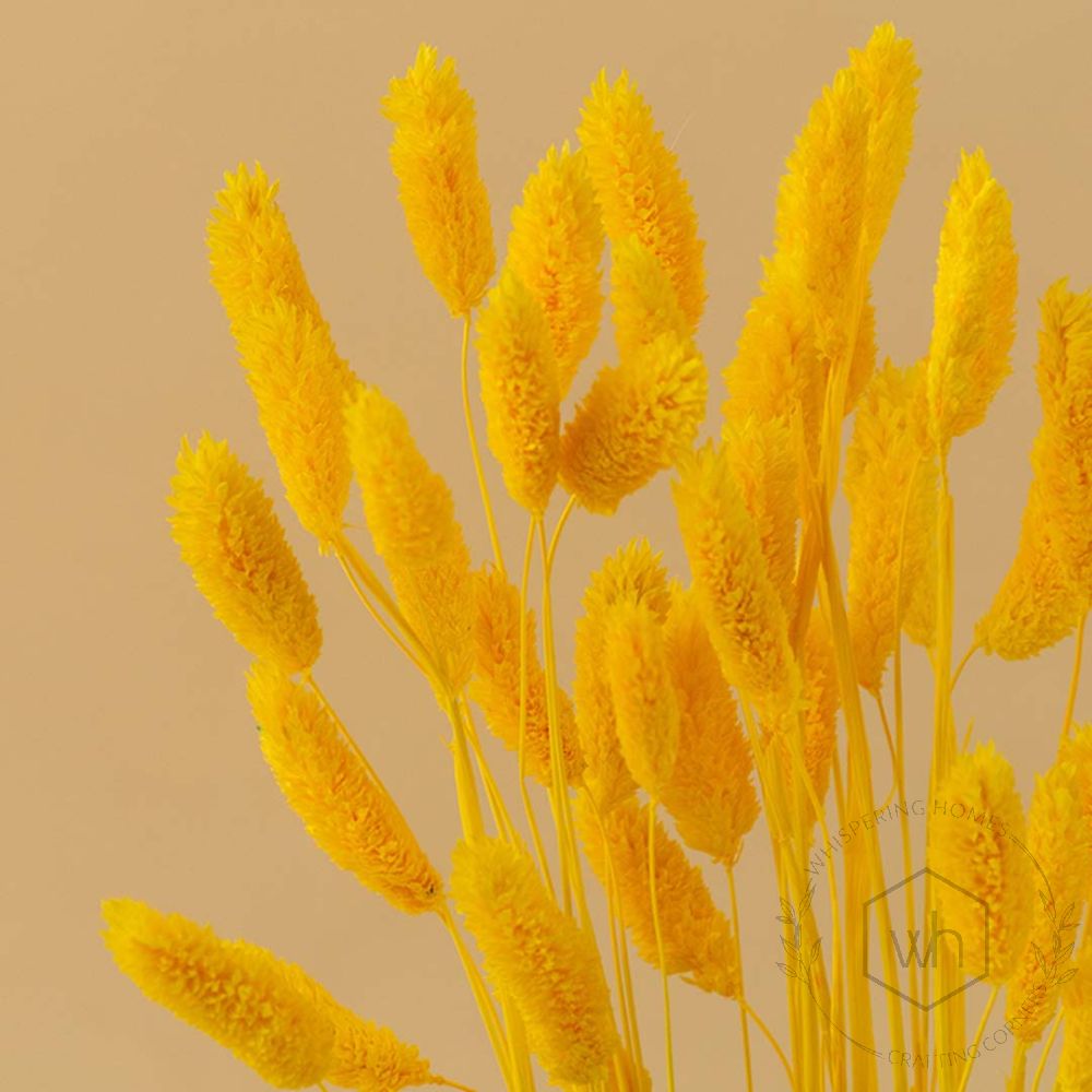 Phalaris Dried Grass Yellow