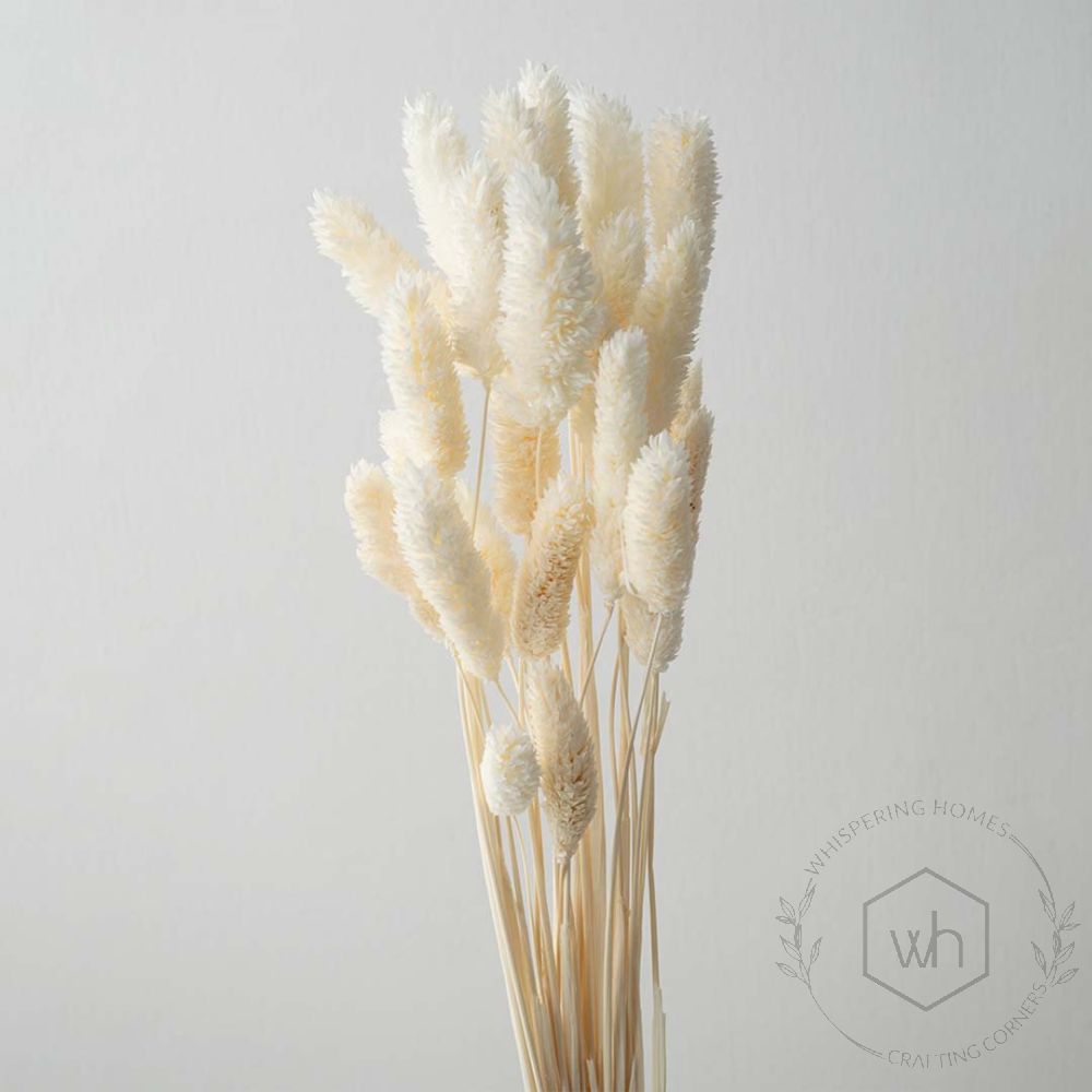 Phalaris Dried Grass White