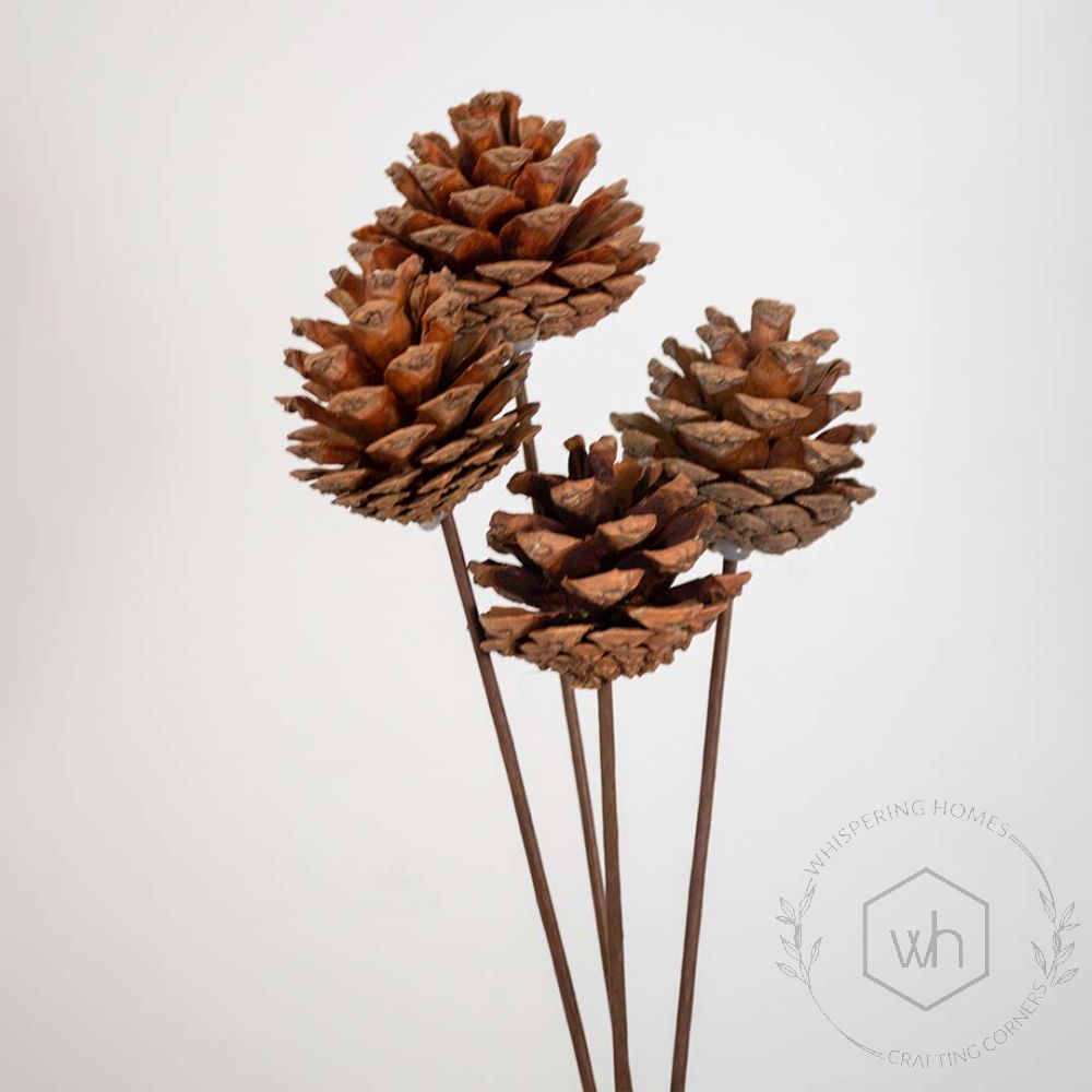 Dried Pine Cones Set of 4 Closeup