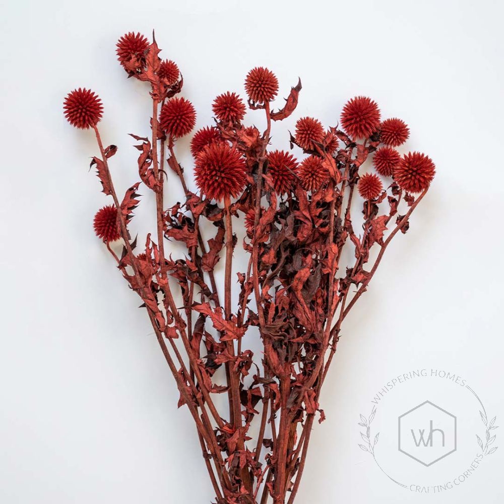 Dried Flower Globe Thistle - Red Closeup