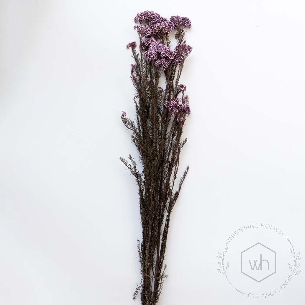 Preserved Rice Flower Purple