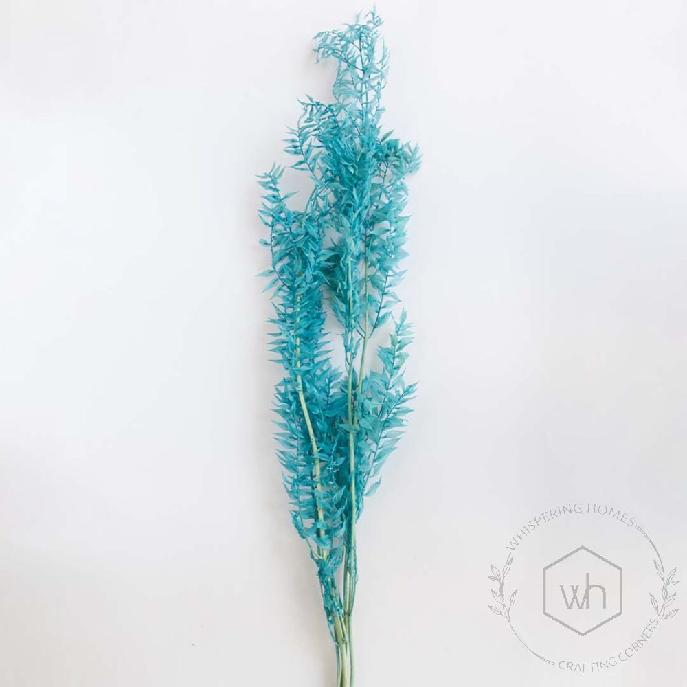 Dried Ruscus Pampas Grass - Blue White Background