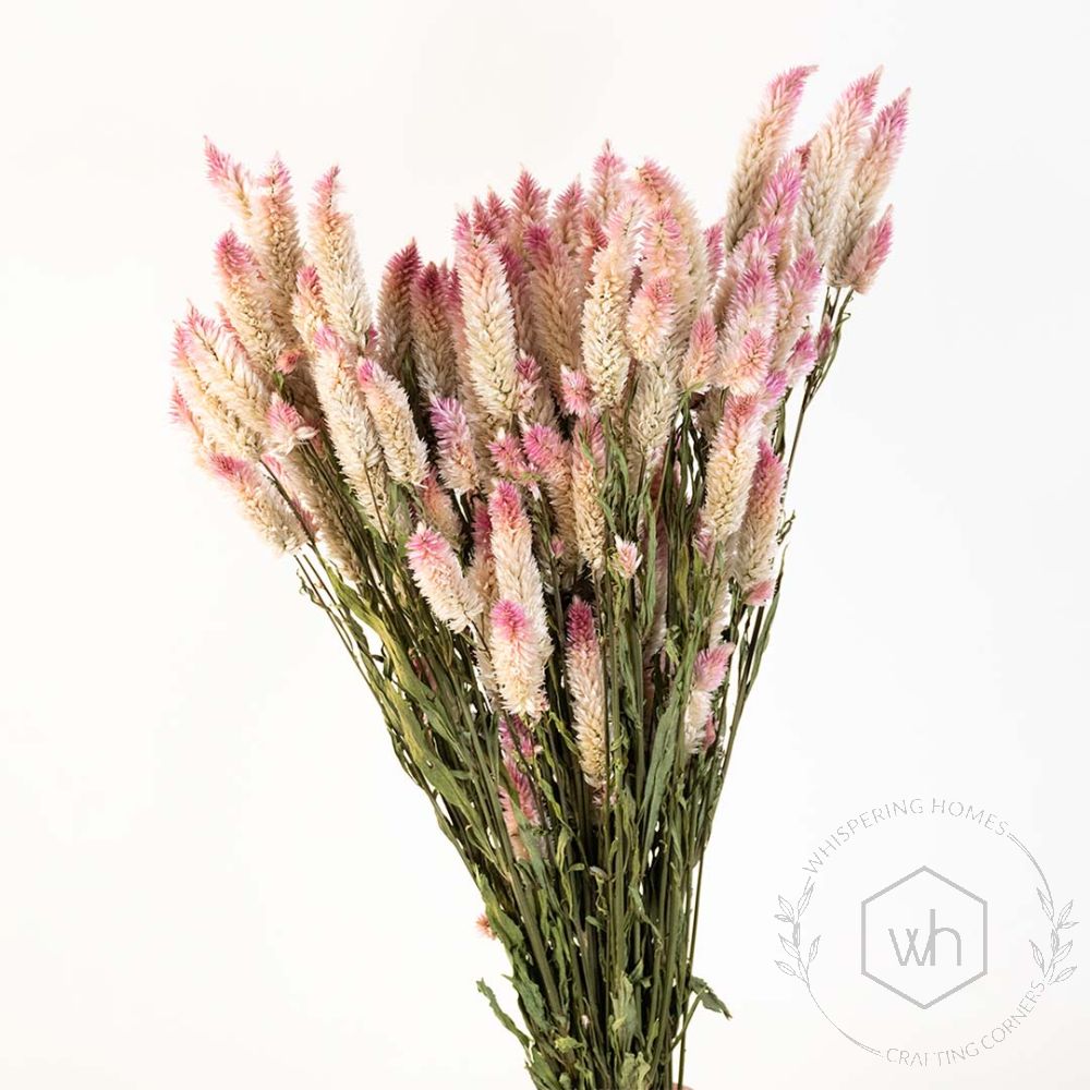 Sago Flower Blush Pink