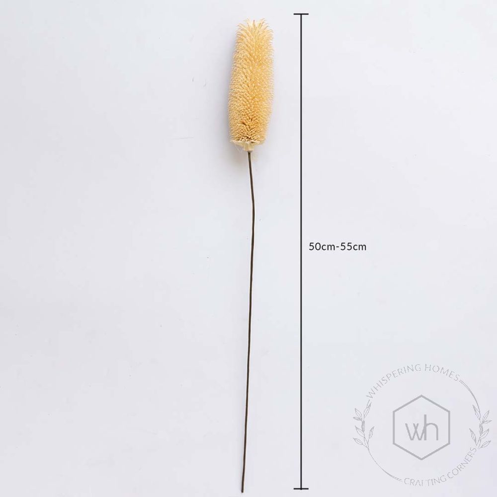 Dried Dipsacus Thistle White