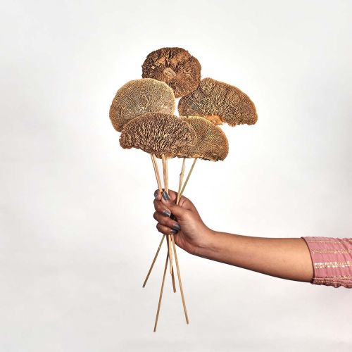 mushroom natual