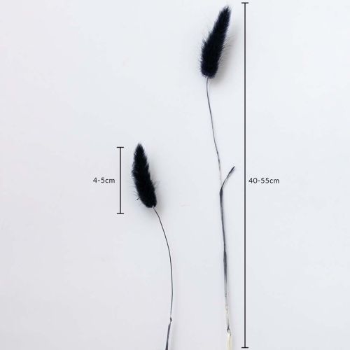 Bunny Tail Dried Pampas Grass - Black Dimensions