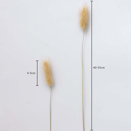 Bunny Tail Dried Pampas Grass - Natural Brown Dimensions