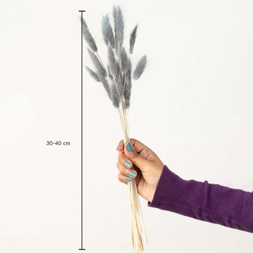 Bunny Tail Dried Pampas Grass - Grey Dimensions