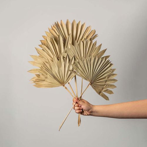 Natural Palm Leave for Home Decor