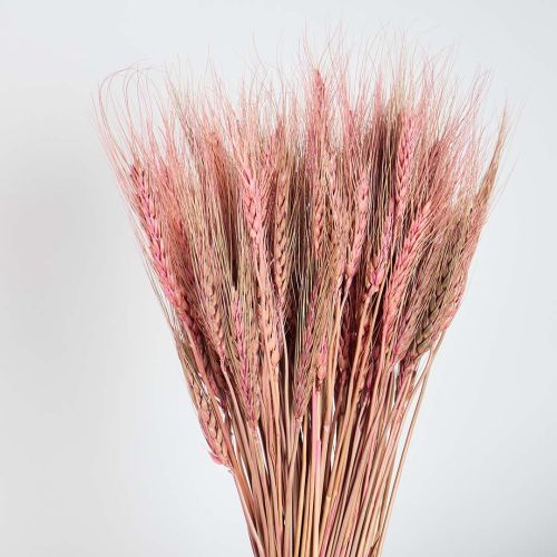 Natural Wheat Grass Tinted Pink