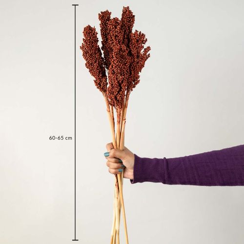 Sorghum Dried Grass - Brown Dimensions