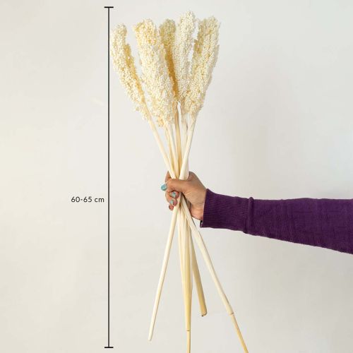 Sorghum Dried Grass - White Dimensions