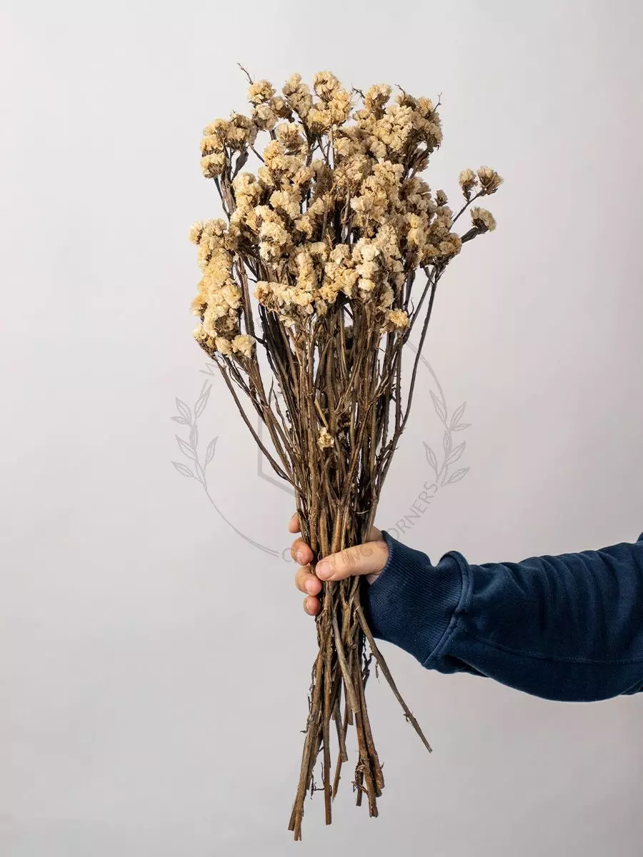 Dried Flowers White Don't Forget Me Flower, Home Decor