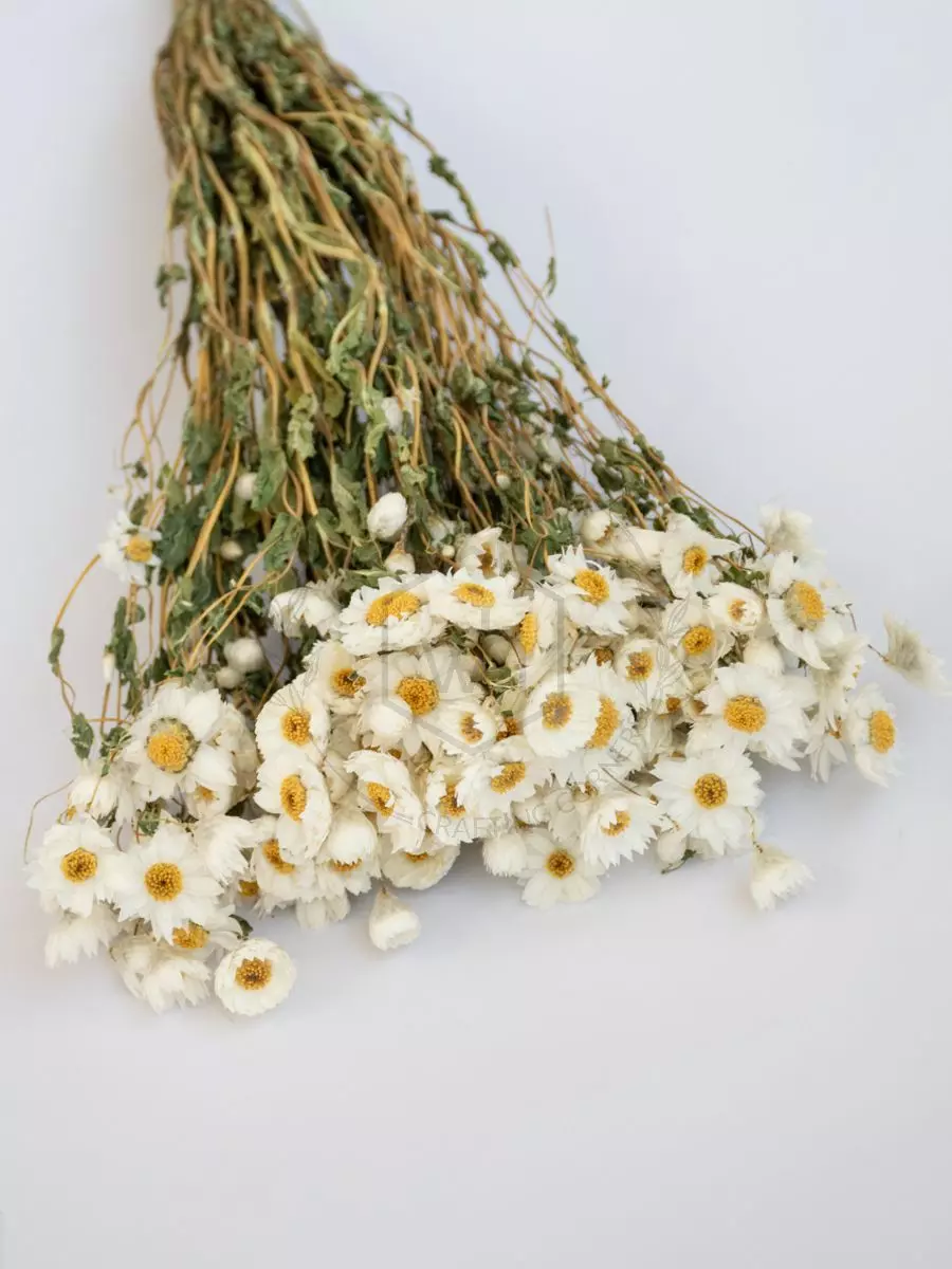Buy White Small Daisy Dried Flowers, Home Decor