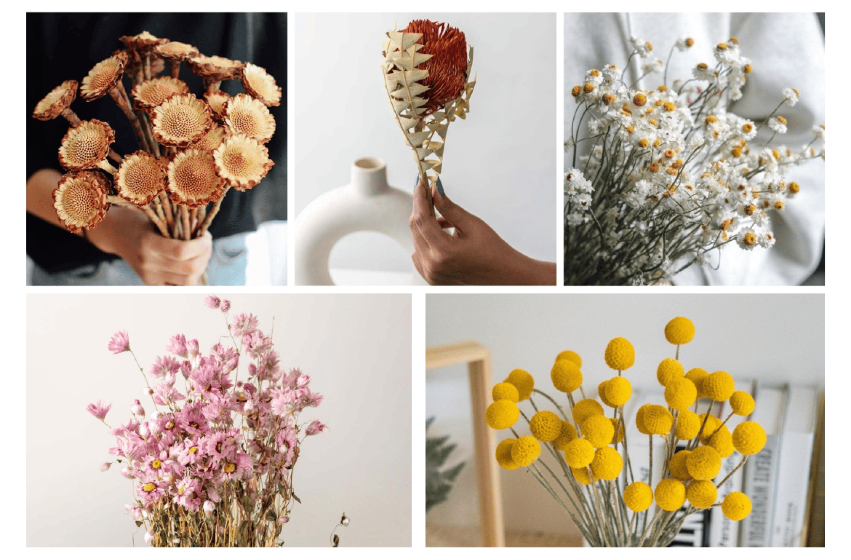 1._Dried_Flowers_and_Preserved_Blooms_1_.png