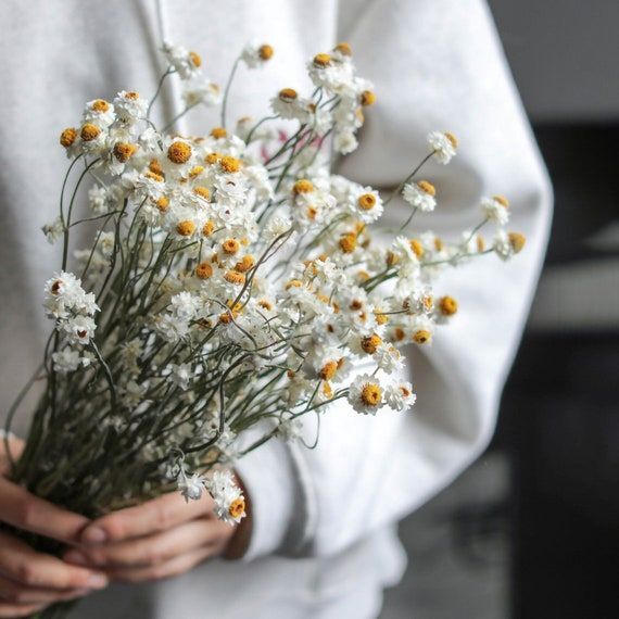 Dried Flowers: Everlasting Botanical Beauty