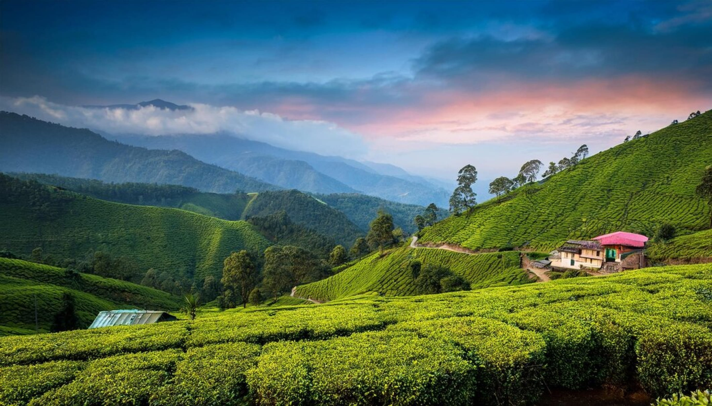 Winter Captions for Munnar's Misty Magic