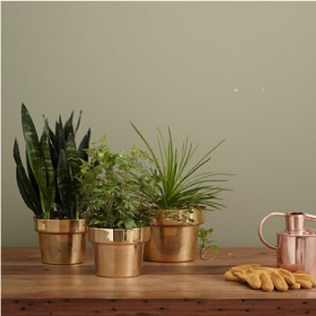 5_Quirky_Ideas_To_Decorate_Your_Home_Using_Plants_And_Botanicals