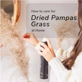 How_To_Care_For_Dried_Pampas_Grass_At_Home