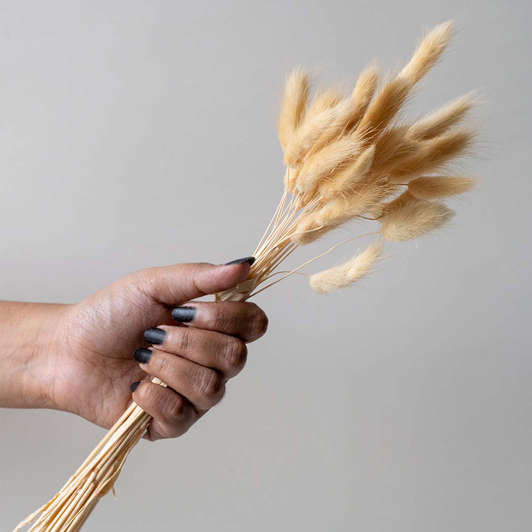 Bunny Tail Dried Pampas Grass - Beige