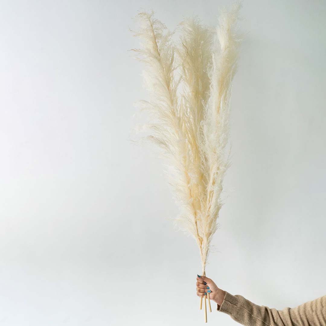 Large Pampas Grass - White